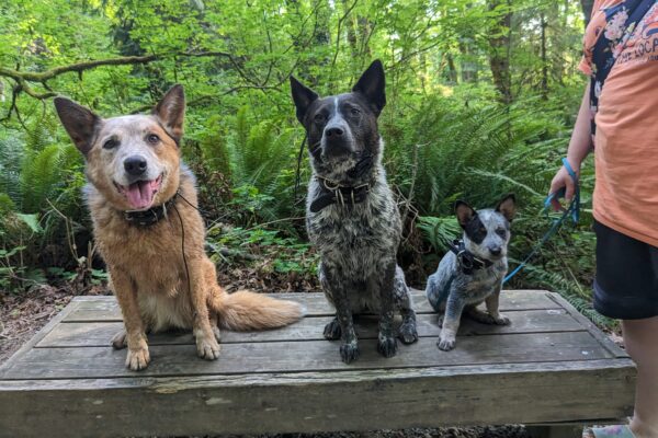 red heeler, blue heeler, and bicolor cattle dog puppy sitting in a row.